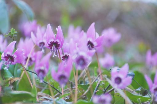 カタクリの花の写真