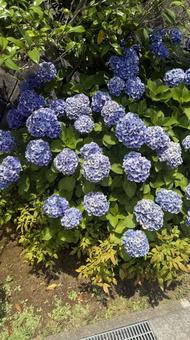 夏の紫陽花 夏の紫陽花 アジサイ,紫陽花,夏の写真素材