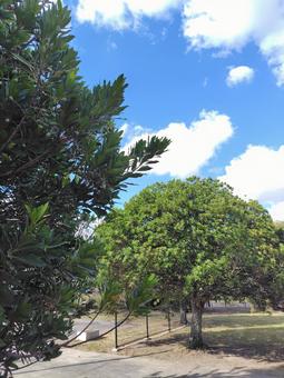 気になる木 自然,木,風景の写真素材