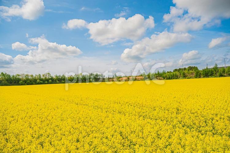 北海道　安平町の菜の花畑 北海道,hokkaido,安平の写真素材