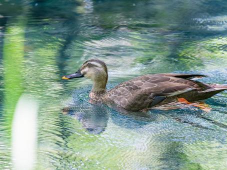 池を泳ぐカルガモ カモ,カルガモ,鴨の写真素材