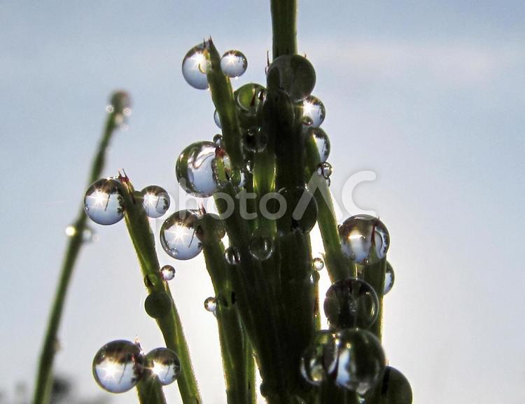 自然の水滴と朝の空Water drops 水滴,しずく,雨の写真素材