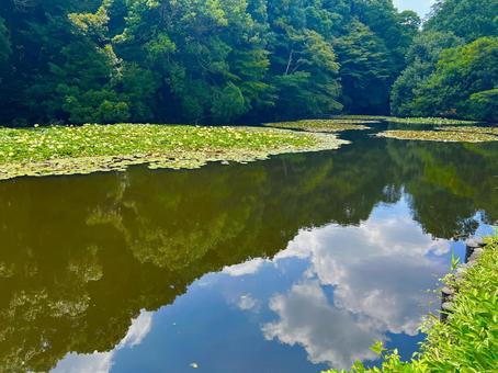 明治神宮の南池 南池,明治神宮,明治神宮御苑の写真素材