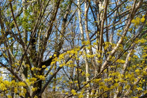 青空に映える山茱萸の黄色い花 山茱萸,花,木の写真素材
