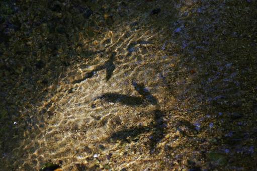 水底でゆらぐ波紋の影 水底でゆらぐ波紋の影 水,透明感,流れの写真素材