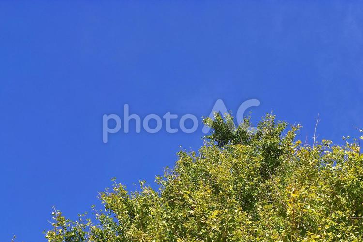 色付き始めた木の葉と青空 青空,空,木の葉の写真素材