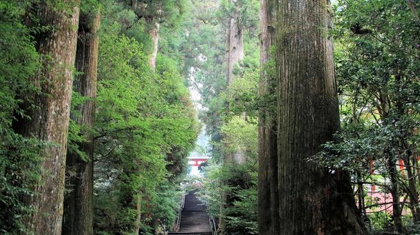 晩夏朝の箱根神社参道脇の杉並木 晩夏朝の箱根神社参道脇の杉並木の写真