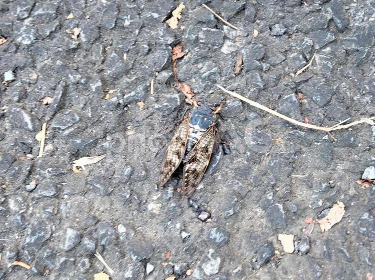 セミ（蝉）の死体・死骸・夏の終わり・道路 セミ,蝉,死体の写真素材