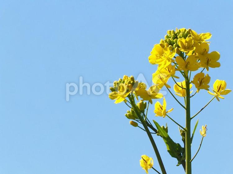 菜の花と青空の背景素材 菜の花,青空,春の写真素材