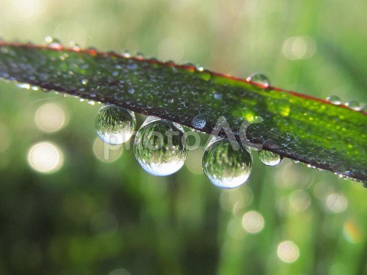 水滴と緑の葉と朝日（Water drops） 水滴,すいてき,しずくの写真素材