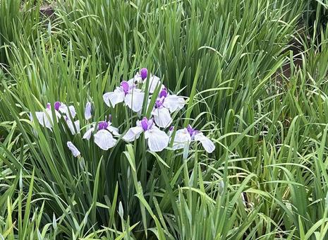 ハナショウブ ハナショウブの写真