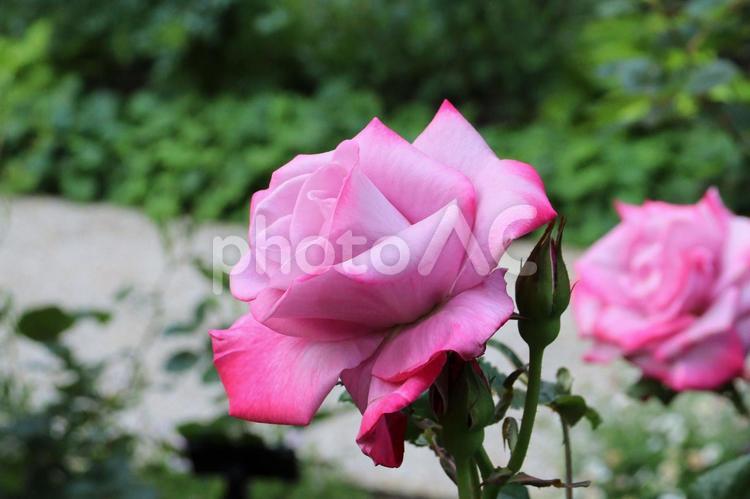 ローズガーデンのピンクの薔薇　１ 薔薇,花,バラの写真素材