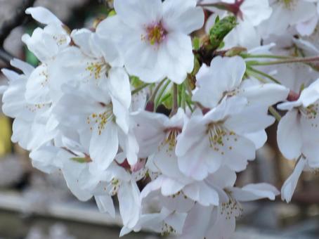 Cherry Blossoms, wiśniowe drzewo, wiśniowe kwiaty, sakura, JPG