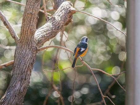 照片, 黄尾鸲, 乔比奥, 雄性daurian redstart, 