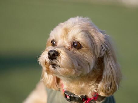 ワンコのポートレート 犬,ミックス犬,ペットの写真素材