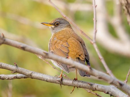 枝にとまるシロハラ シロハラ,野鳥,鳥の写真素材