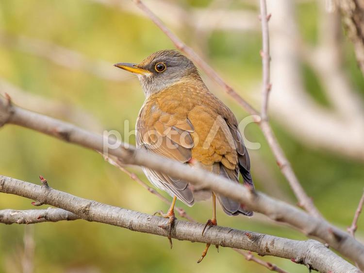 枝にとまるシロハラ シロハラ,野鳥,鳥の写真素材