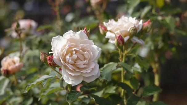 【花の写真】ばらの花 rose,植物,園芸の写真素材
