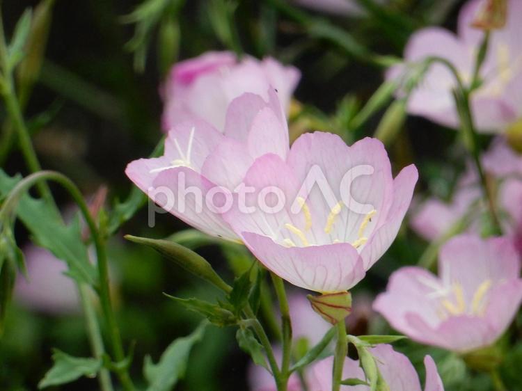 【花の写真】ヒルザキツキミソウ ヒルザキツキミソウ,昼咲月見草,ツキミソウの写真素材