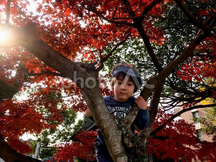 ＜素材＞紅葉したモミジの木に登る男の子 子供,木登り,紅葉の写真素材