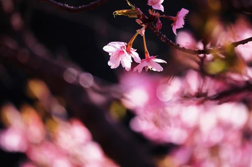 春の訪れと美しい桜の花 春の訪れと美しい桜の花の写真