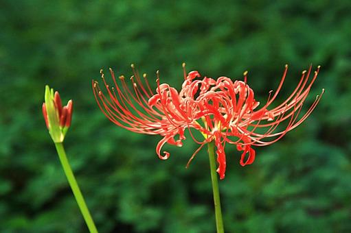 彼岸花 曼殊沙華 つぼみ 彼岸花 曼殊沙華 つぼみ 曼殊沙華,彼岸花,秋の写真素材