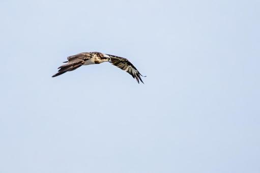 ミサゴ(113) 鳥,ミサゴ,ウオタカの写真素材
