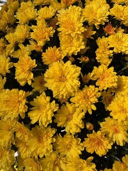 ドーム菊の花の写真