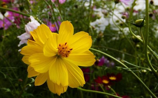 コスモス コスモスの写真