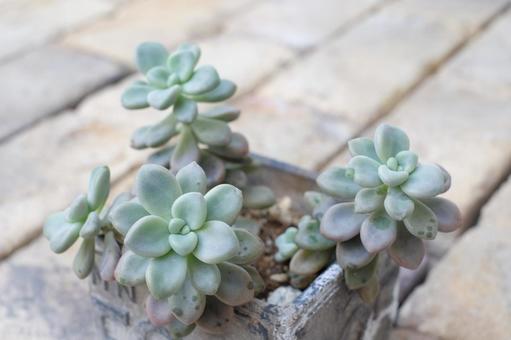 多肉植物 観葉植物,カラフル,景色の写真素材