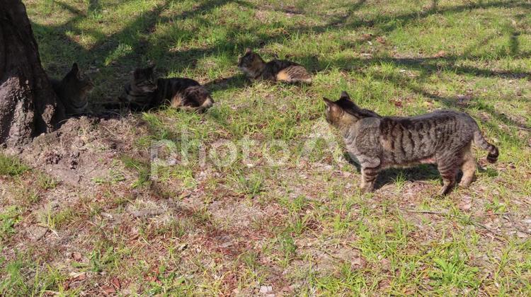 猫の集会に続々と集まって来る猫様たち 猫,キジトラ,木漏れ日の写真素材