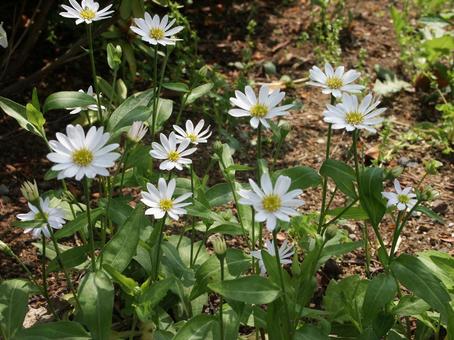 ミヤコワスレ・都忘れ　咲く風景 草花,素朴,ミヤコワスレの写真素材