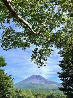 木々の向こうに見える富士山 木々の向こうに見える富士山 富士山,木,新緑の写真素材