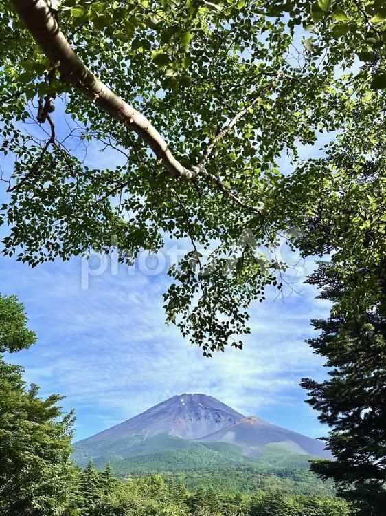 木々の向こうに見える富士山 富士山,木,新緑の写真素材