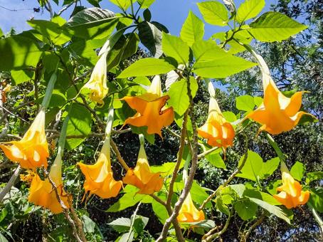 エンジェルストランペット　伊豆寝姿山にて エンジェルストランペット,花,下田の写真素材