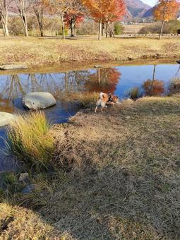 宮ヶ瀬湖畔園地でお散歩する柴犬! 宮ヶ瀬湖畔園地でお散歩する柴犬! 犬,柴犬,shibainuの写真素材