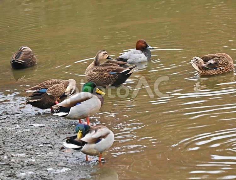 水辺のカモたち 鳥,鳥類,軽鴨の写真素材