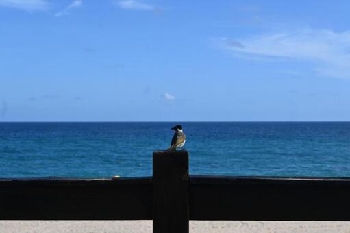 青空と海と小鳥 青空,夏,海の写真素材