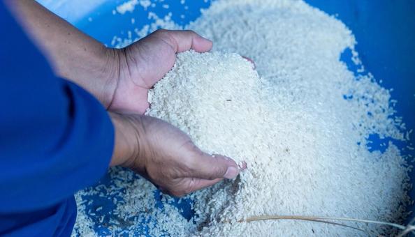 生の白米を持つ手 生の白米を持つ手の写真