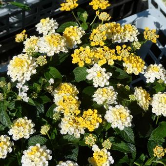 ランタナの花 ジェム イエロートパーズ 花,夏の花,小花の写真素材