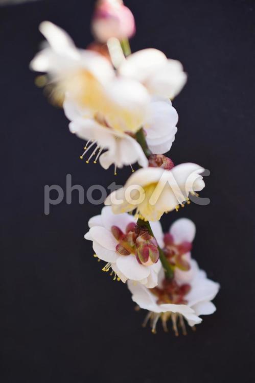＜春のイメージ＞梅の花 梅,花,梅花の写真素材