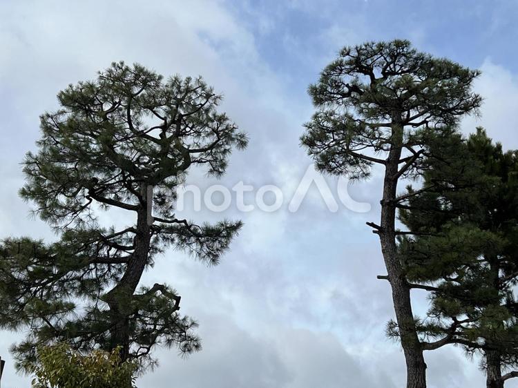 ２本の松の木と青い空 空,自然,風景の写真素材