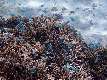 宮古島の海(シギラビーチ) 宮古島の海(シギラビーチ)の写真