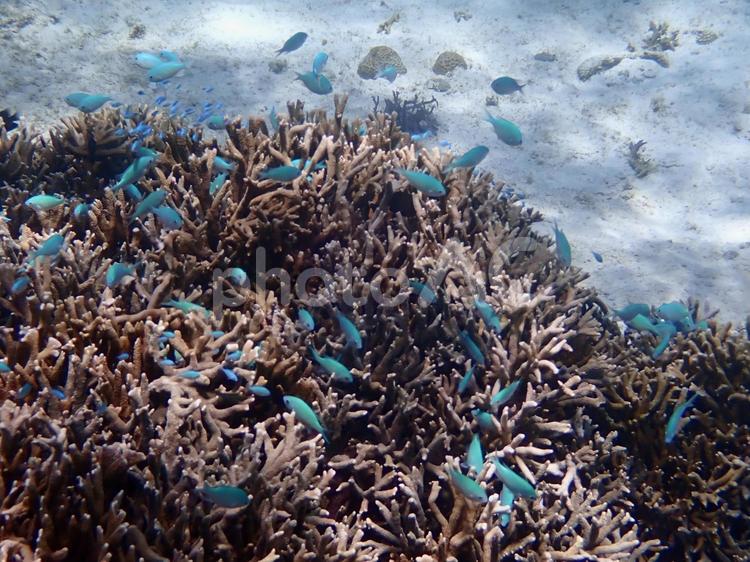 宮古島の海（シギラビーチ） シュノーケリング,ダイビング,海の写真素材