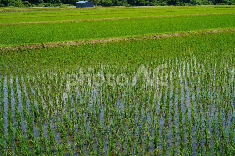 初夏の水田　水稲５　小屋 初夏,水田,水稲の写真素材