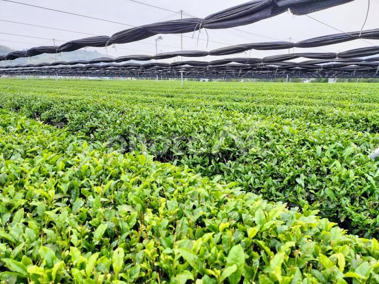 名産地、西尾の五月の茶畑 茶畑,西尾,名産地の写真素材