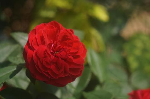 薔薇 薔薇の写真