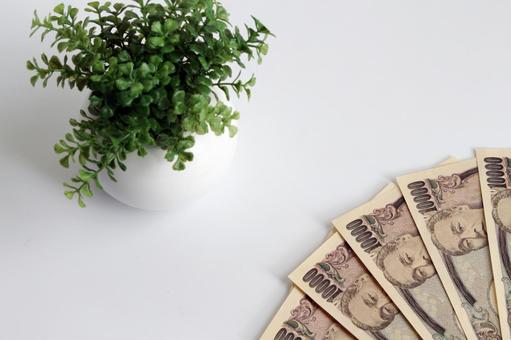 観葉植物と千円札 観葉植物と千円札の写真