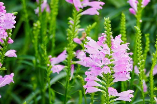 ハナトラノオ⑶ ハナトラノオ⑶ 花,ハナトラノオ,カクトラノオの写真素材