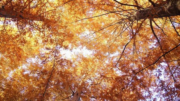 紅葉-1330 メタセコイア,オレンジ色,茶褐色の写真素材